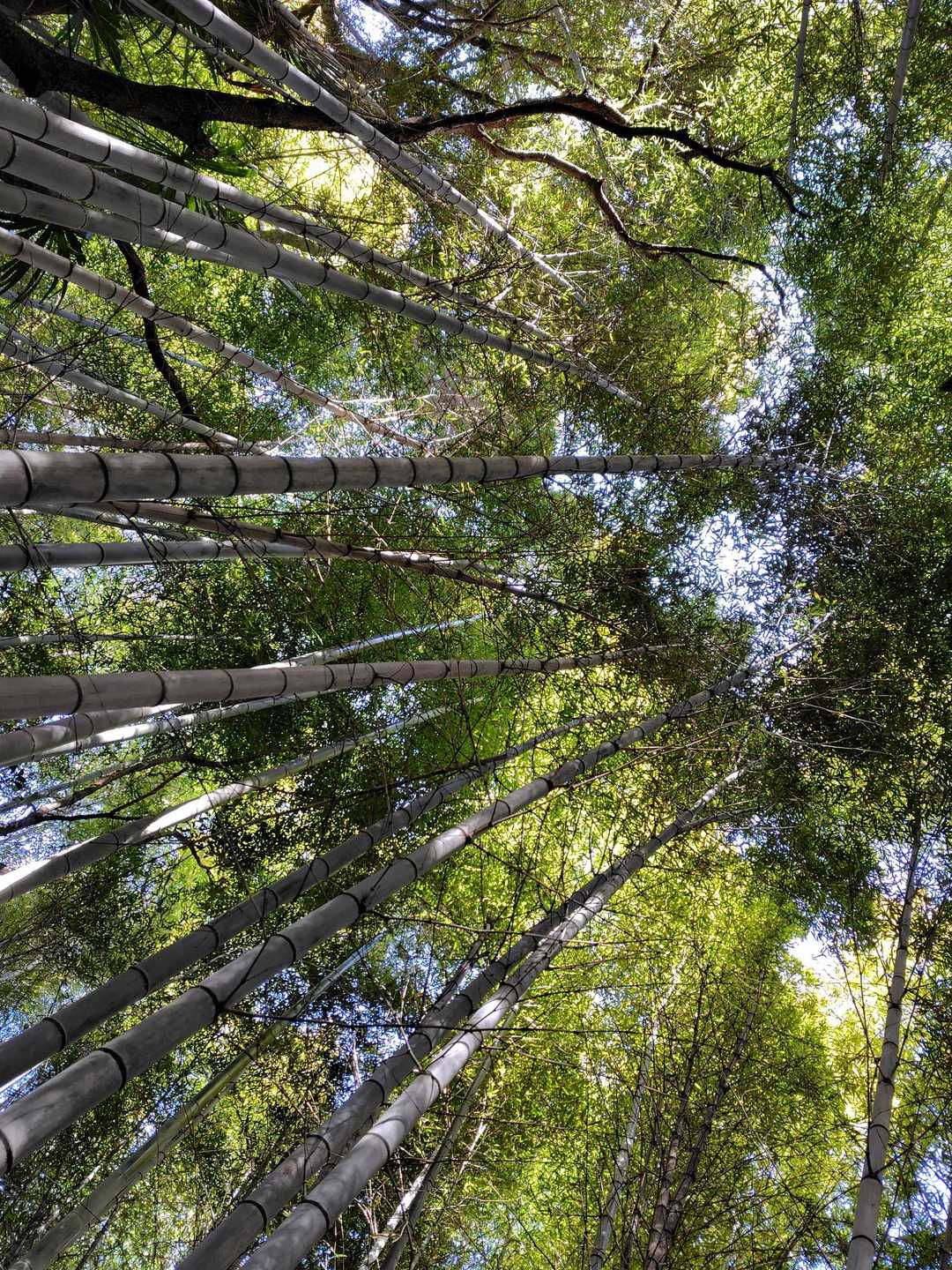 浅間山-賤機山-茶臼山-福成山 往復コースの写真