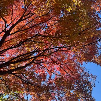 信貴山ハイキングコースを通って
信貴山下駅へ向かいます🍁
