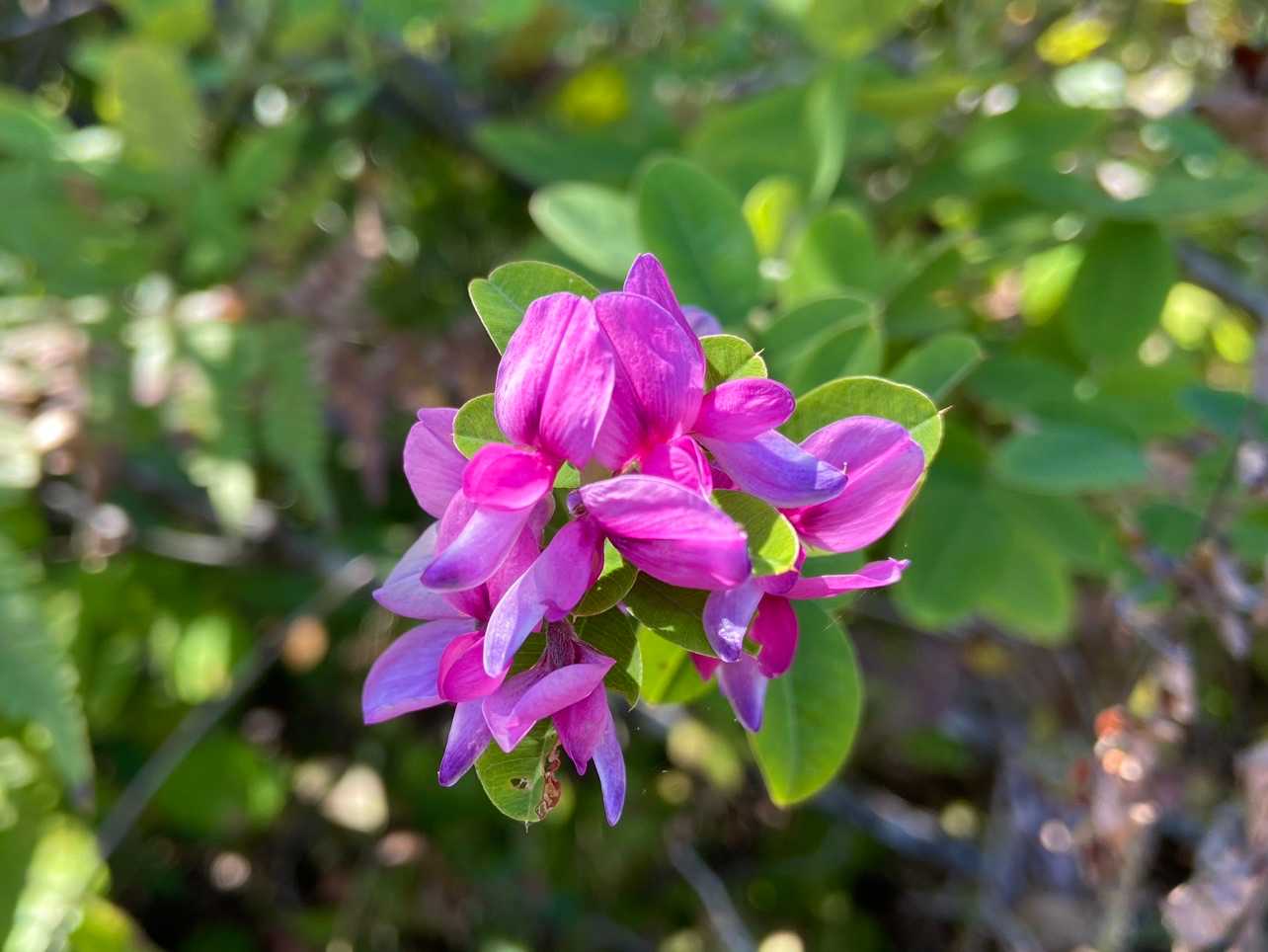 可愛い萩の花💕