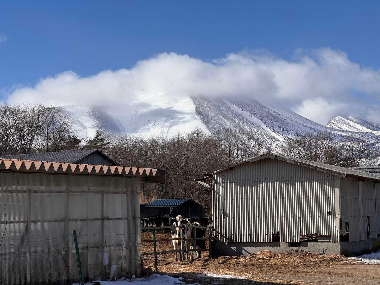 じーっとこっちみて見送る🐄さん