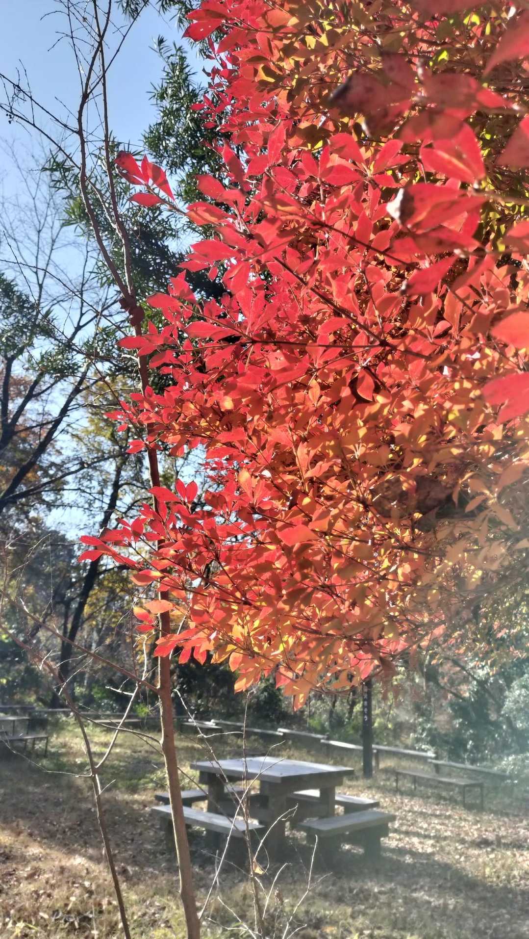 とても歩きやすいウォーキングコース✨️ウォーキングコースを彩るもみじやドウダンツツジの紅葉が綺麗でした(*˘︶˘*).｡.:*♡