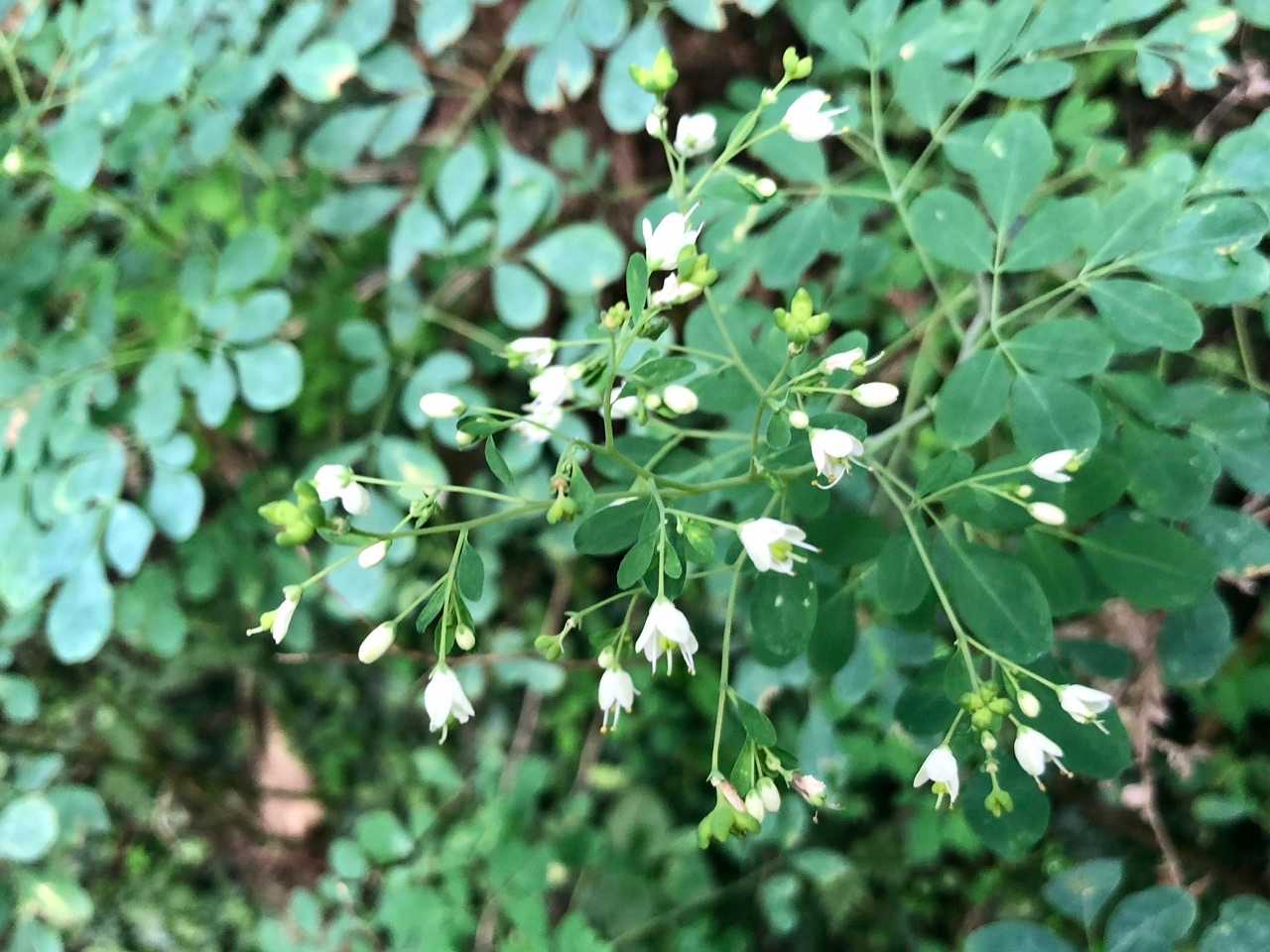なんて花？この辺りに沢山咲いてました💠