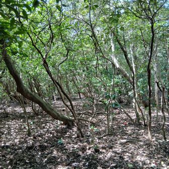 山頂は特に何もない