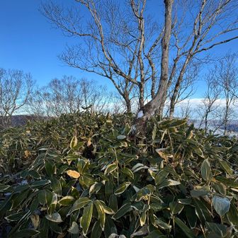 この辺山頂～
YAMAPのピークは
もっと先でした😅
ジオグラフィカで
登ってるので
いつもYAMAPピーク
見逃してます🤣