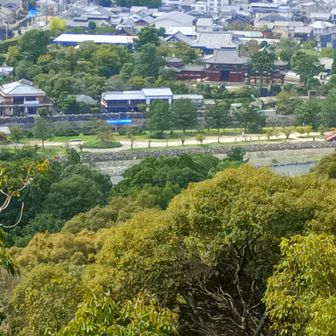 山頂からの平等院、もう内覧券獲ってあるからのちほど～