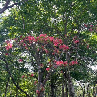 ツツジが残ってる🌺