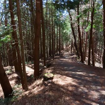 この辺りはヒノキの森