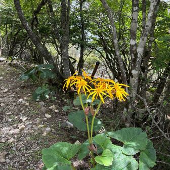 山頂に近いほどマルバタケブキが綺麗に咲いていました