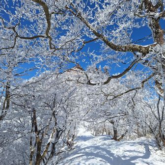 霧氷の奥に上宮が見える。
