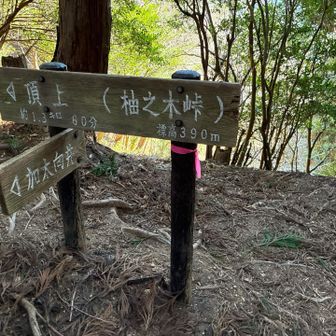 山頂からここまで体感あっという間