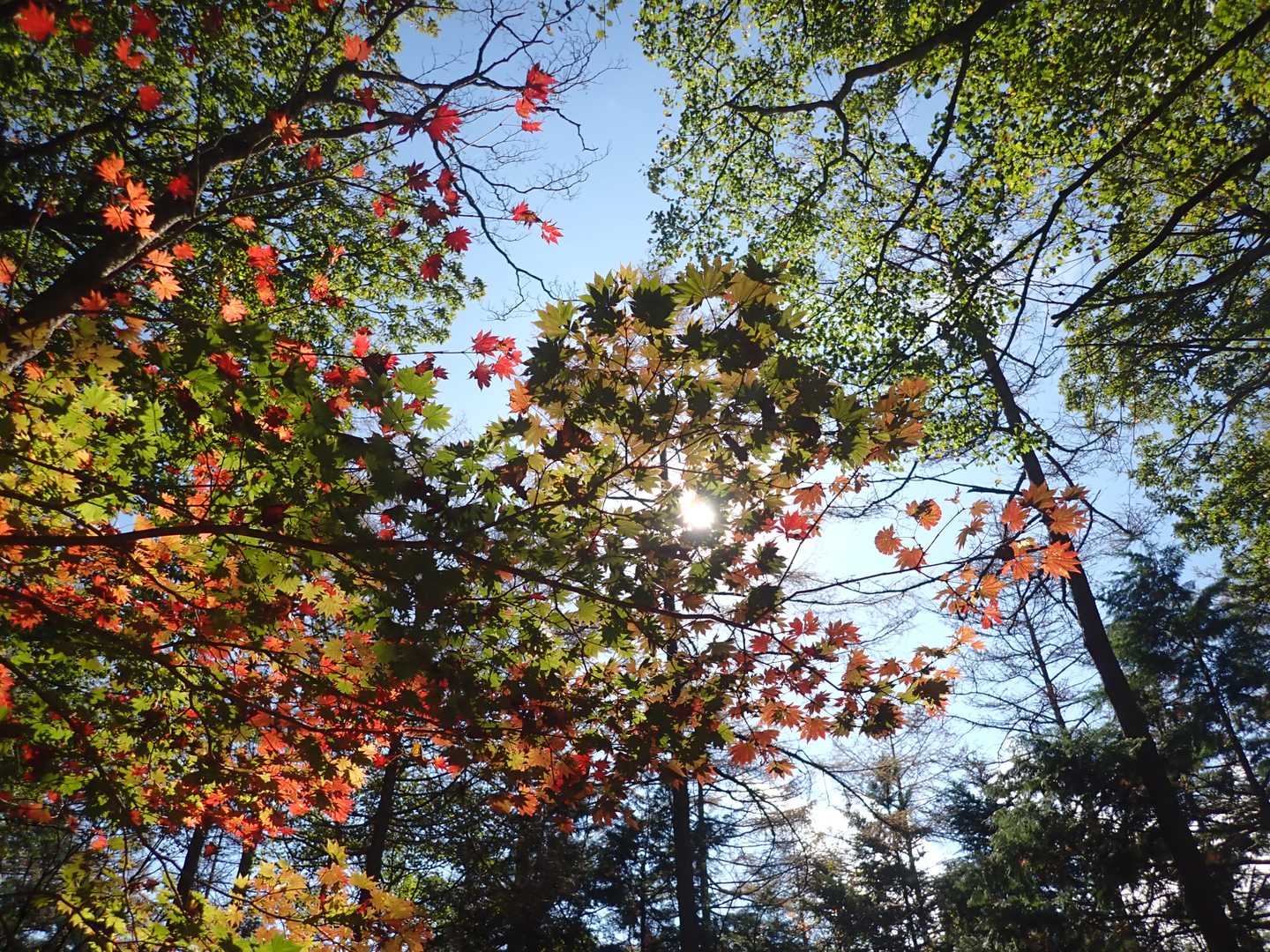 紅葉が始まってましたがメインはこれからですね！一面にありかなり期待できそうな感じでした🍁