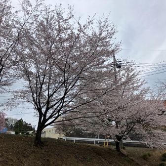 駐車場最上段の桜並木🅿️