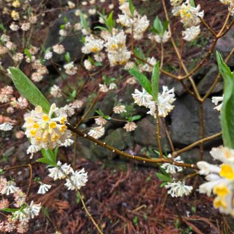 この姿初めて見た✨