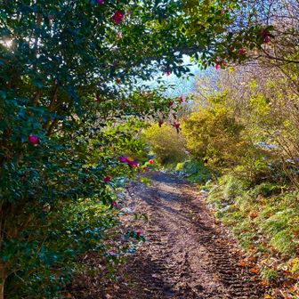 山頂までの左回りコース
土の上です
膝に優しいー