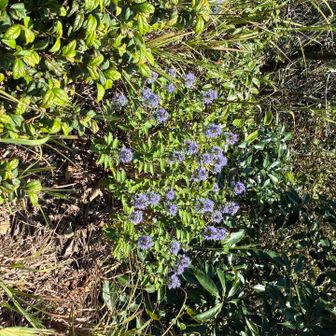 足元の岩場にはダンギクの花が咲いている。