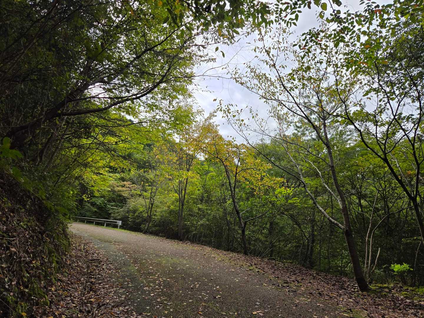 紅葉にはまだ早いけど、少しずつ季節は変わっているんだなぁ🍁