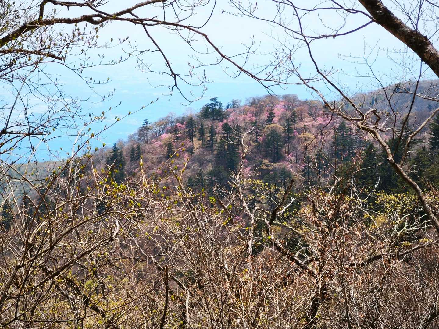あのピンクの山は、行きに歩いた大丸ですね!?