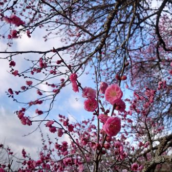 今年も梅林に来られて良かったです