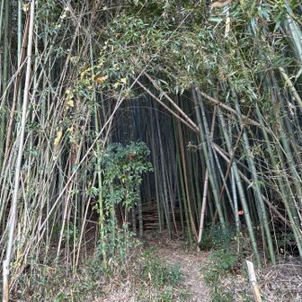 竹林へ