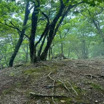 コブ岩の頭