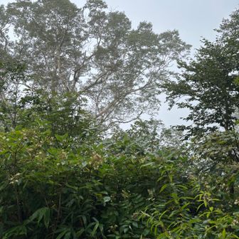 風も強くなり、更に厚い雲に覆われる。天気予報が完全にはずれる。