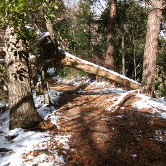 四等三角点(倒木有り)