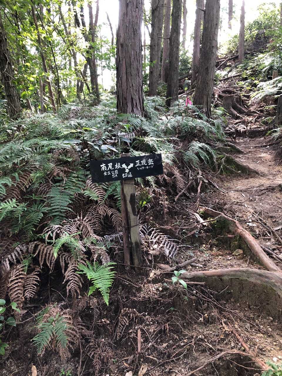 正現岳-金立山 往復コースの写真