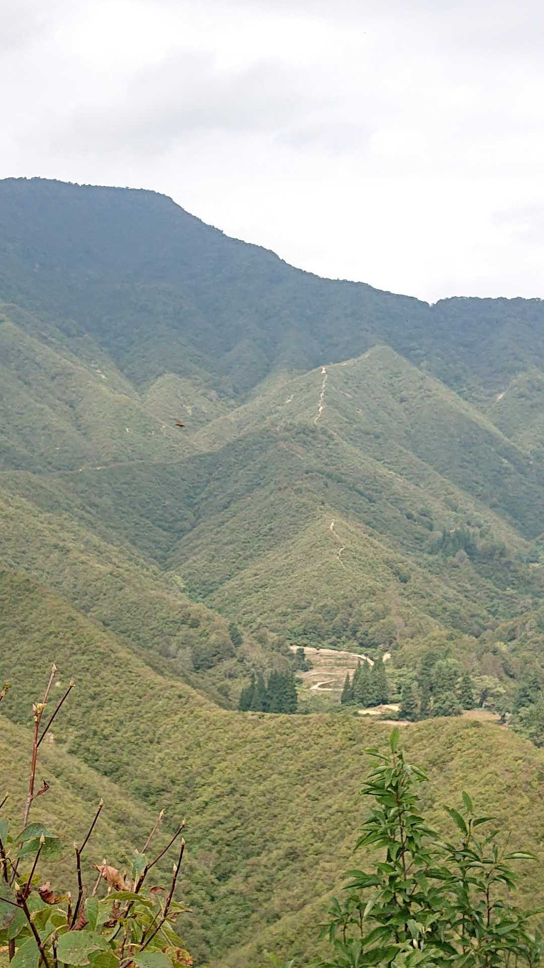 上権現堂と唐松山の分岐に続く登山道 去年 36℃オーバーの日に歩いた道