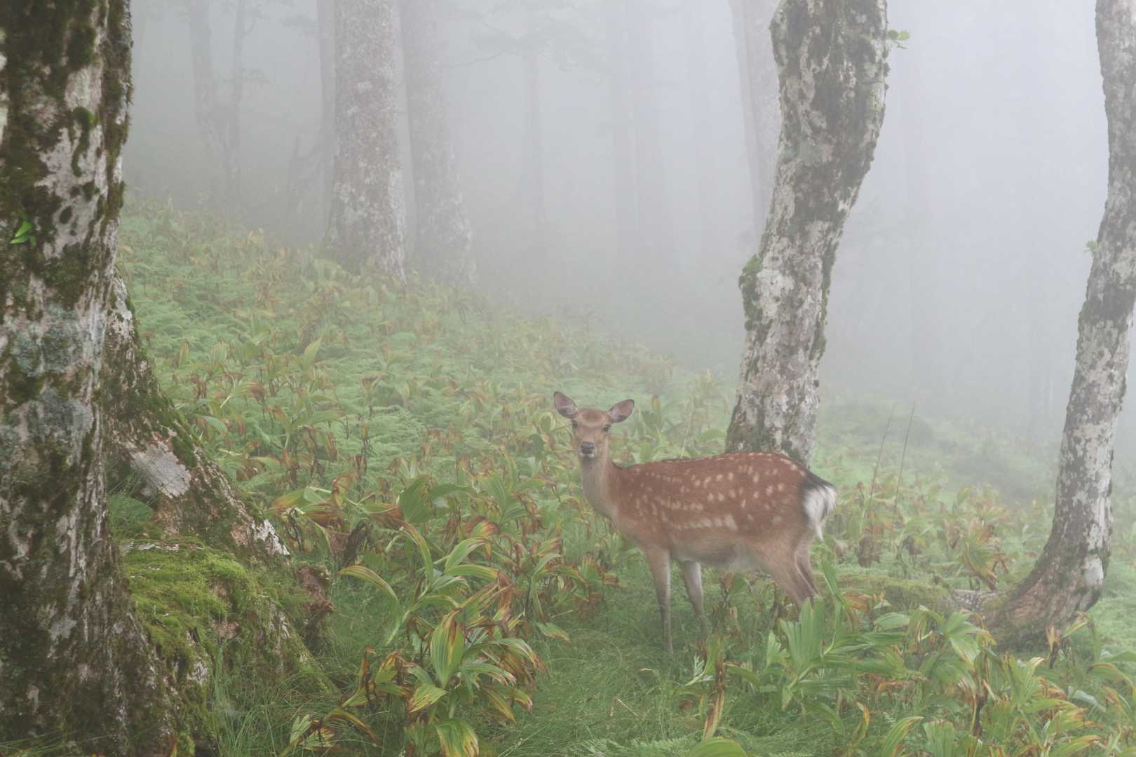 太尾登山口-古田ノ森-千丈平-釈迦ヶ岳 往復コースの写真