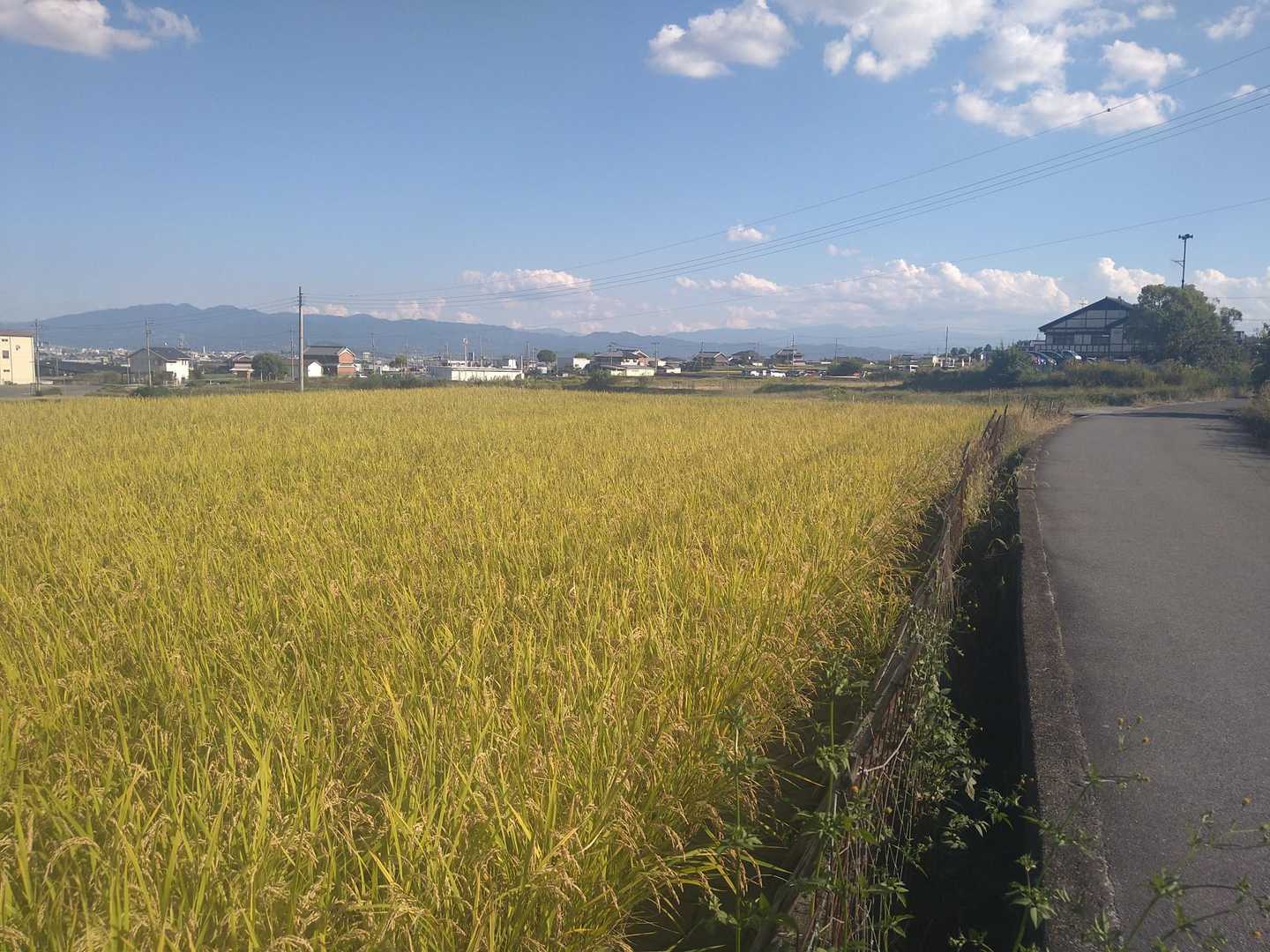 稲穂がキレイ🤩