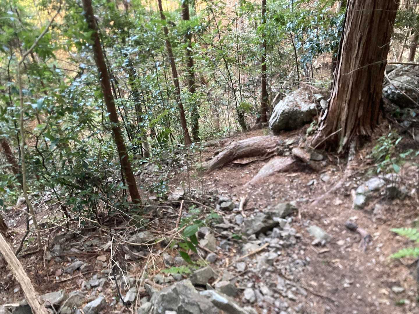 いきなりの急登