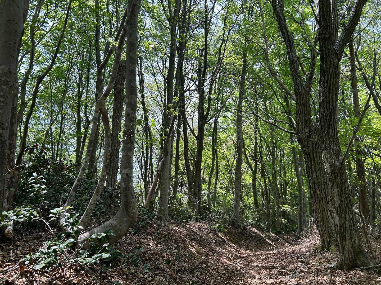 木漏れ日が照らす道
