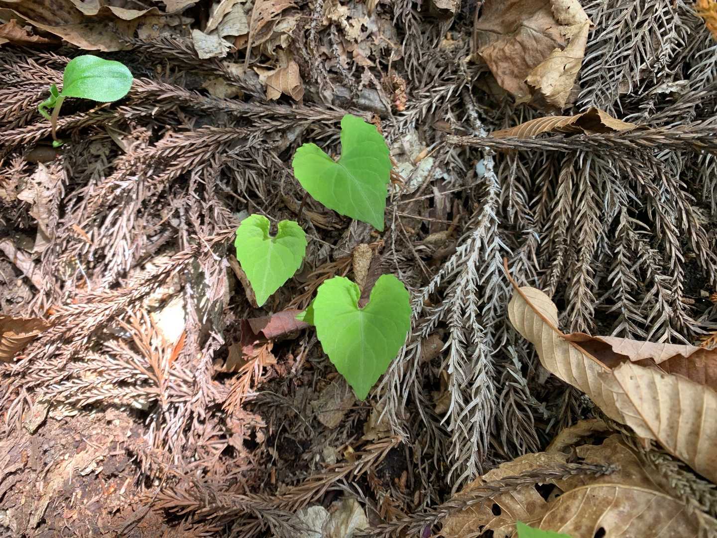 せめて💚💚💚