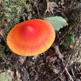 秋の味覚？ヤバイやつ🍄？