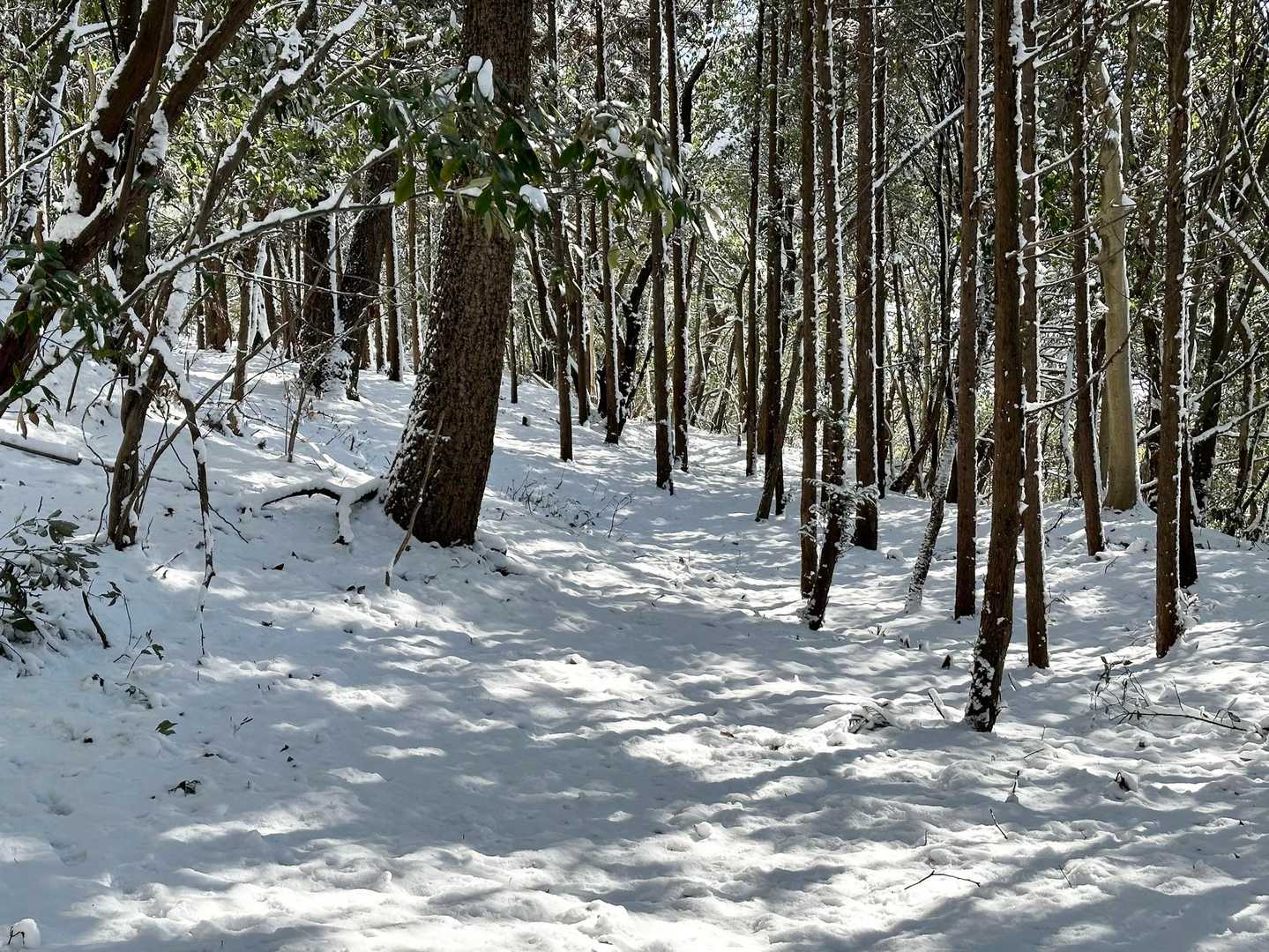 モフモフの雪だ〜
先行者の足跡あり　遅すぎたかぁ〜😥