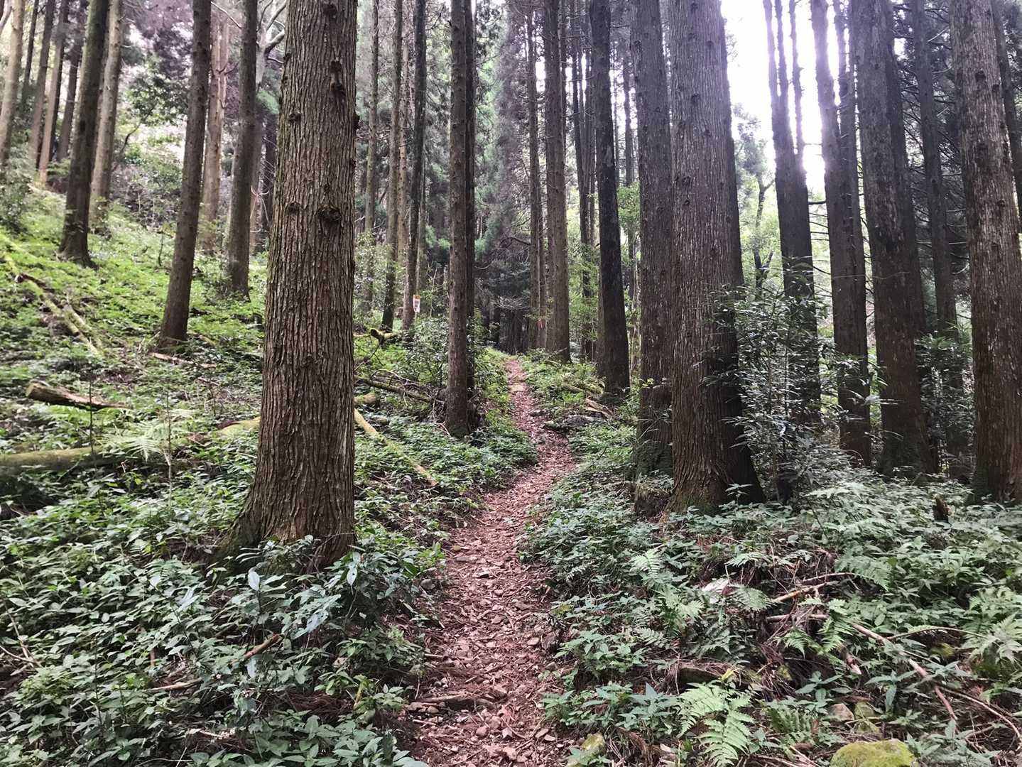 矢筈岳 往復コースの写真