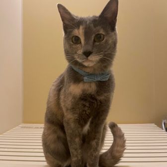 まめじゅん🐈‍⬛