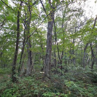 自然林の中トイレも在り助かります