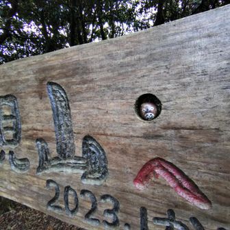 どんぐりトトロ🫣