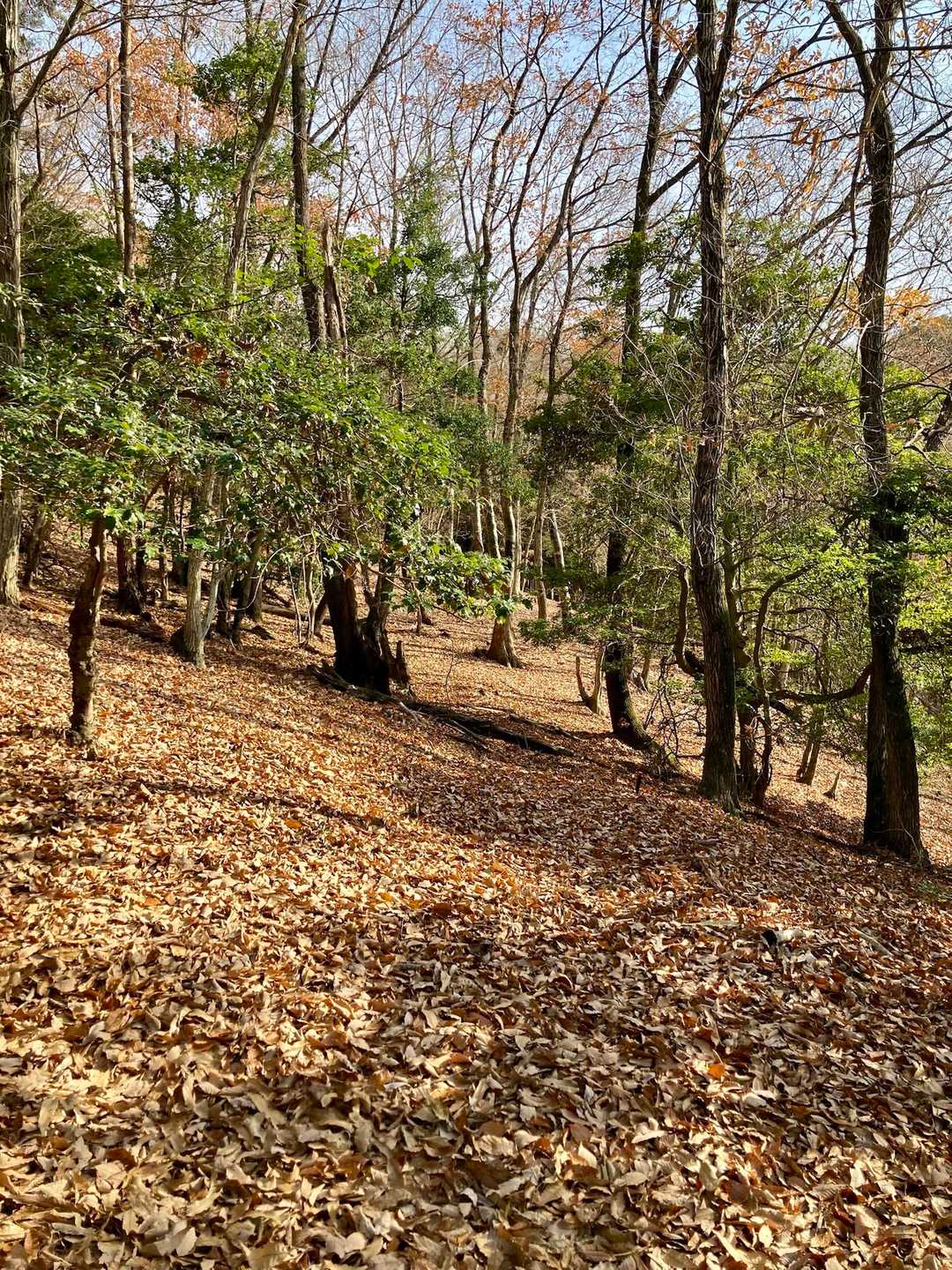 紅葉のあとは、落ち葉が一際深い🍂