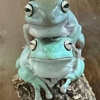 みいな