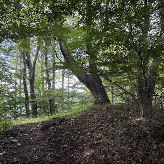 考えながら進むと忍草山東峰。山名標識は見当たらず…