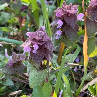 ヒメオドリコソウ。シソ科だって。たしかにシソっぽさある