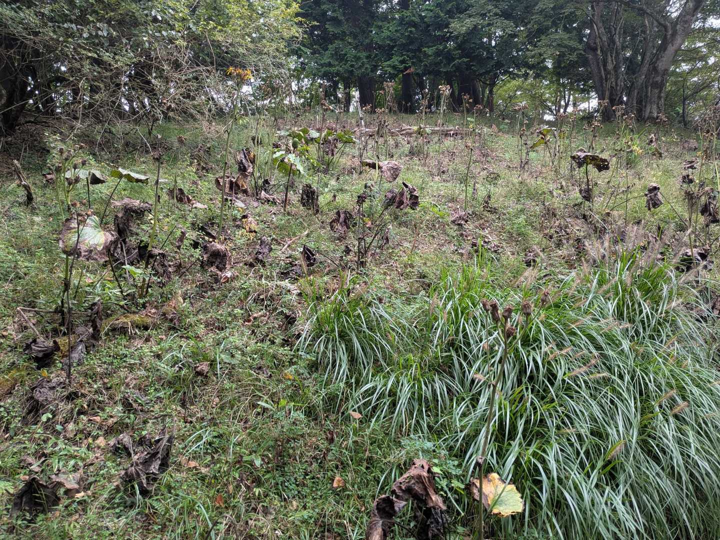 玄倉バス停-ゲート-弁当沢ノ頭-不動ノ峰-丹沢山-竜ヶ馬場 縦走コースの写真