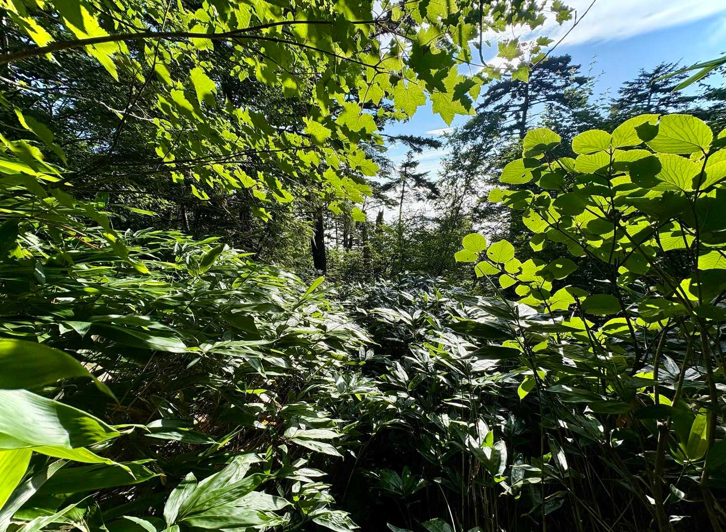 前日の雨か、はたまた夜露か💧
登山道を覆い尽くし延々と続く、濡れ濡れの草木🫩
掻き分けながら進むも、急登な事もあり汗と合わせてびしょ濡れになりました🫠


垂れ下がり登山道を塞いでいた草木も下山時には乾き。背筋が伸びたように縦にピンっと
登りでは見えなかった登山道も見えるようになっていました🌿