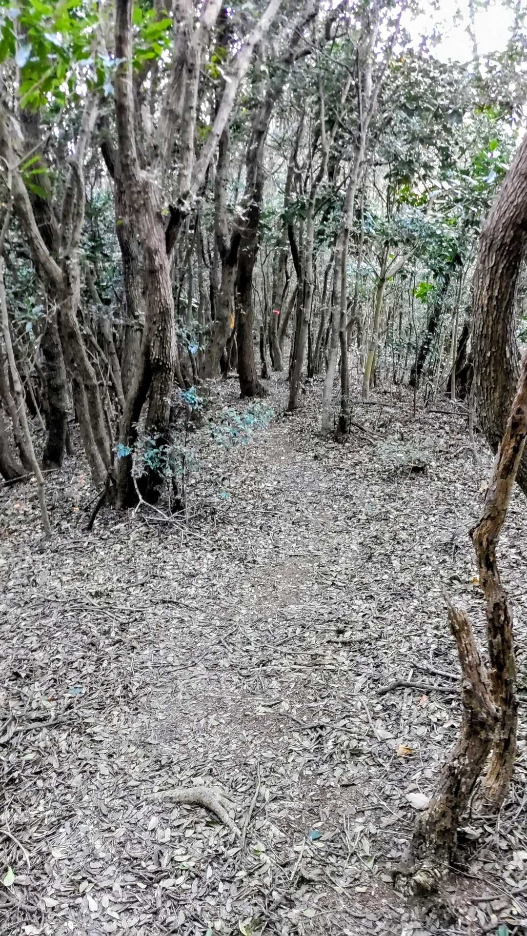 🚶
