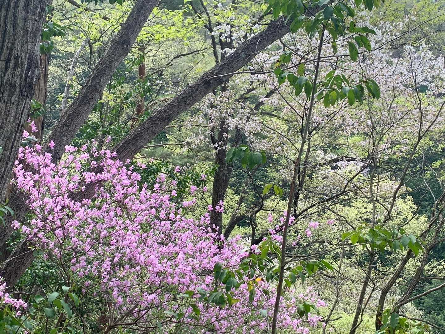 御祓山 往復コースの写真