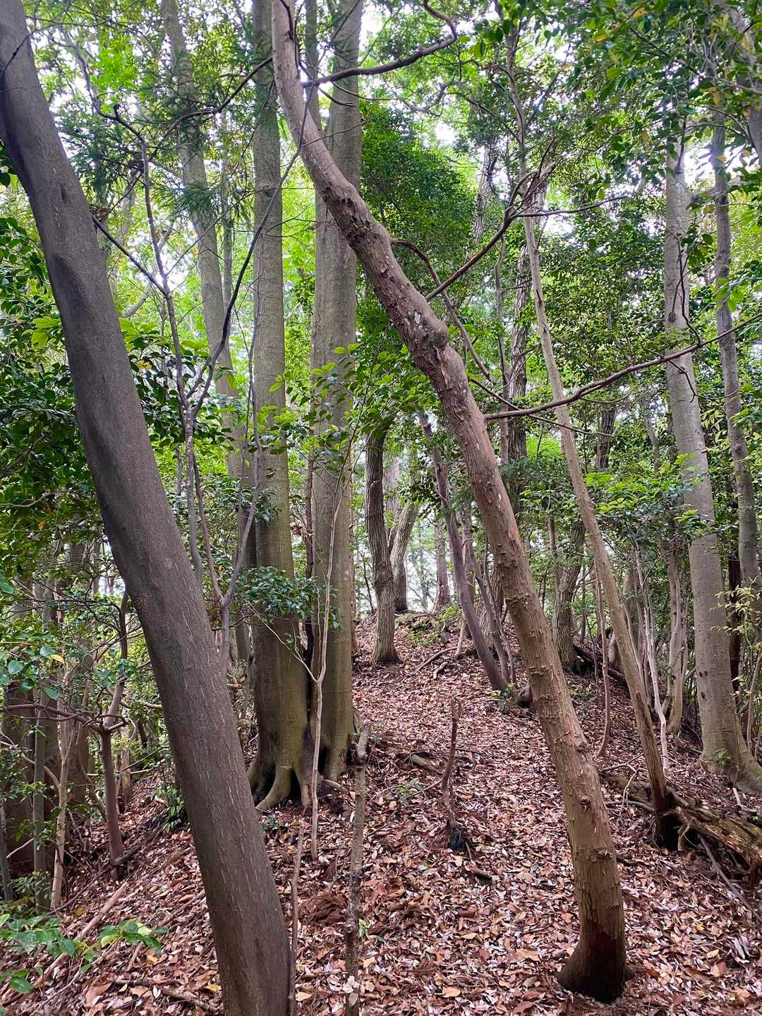 尾根沿いは癒される🧡