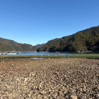 たまご浜🥚は海苔の養殖所らしい