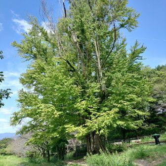 蹴上インクラインの大カツラ、甘い匂いが漂う
